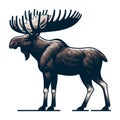Moose buck elk full body vector illustration, zoology illustration, wild animal moose design template isolated on white background Royalty Free Stock Photo