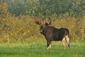 Moose bull with big antlers Royalty Free Stock Photo