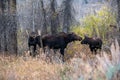 Moose bull, cow and calf Royalty Free Stock Photo