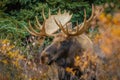 A moose bull in Denali NP, Alaska Royalty Free Stock Photo