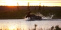 Moose bull running through water making splash at sunset Royalty Free Stock Photo