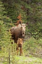 Moose and calf