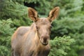 Moose Calf