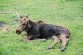 Moose Calf Royalty Free Stock Photo