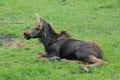 Moose Calf