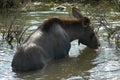 Moose calf