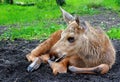 Moose calf (Alces alces)