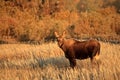 Moose Calf in the Cold Royalty Free Stock Photo