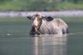 Moose calf feeding water plants in Pond in Glacier National Park in Montana,USA