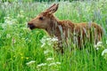 Moose calf Royalty Free Stock Photo