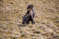 A Moose Calf Grazing in a Meadow Royalty Free Stock Photo