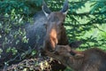 Moose and Calf Royalty Free Stock Photo