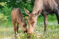 Moose Calf with Mom