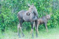 Moose Calf with Mom Royalty Free Stock Photo