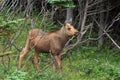 Moose Calf in Newfoundland