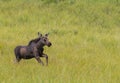 Moose Calf Prances Through Grassy Field Royalty Free Stock Photo