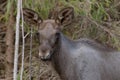Moose calf in a scrubby forest in Sweden, with ears standing straight up Royalty Free Stock Photo