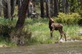 Moose calf in stream