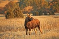 Moose Calf Royalty Free Stock Photo