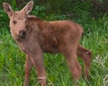 Moose Calf