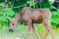 Moose Calf Royalty Free Stock Photo
