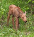 Moose Calf Royalty Free Stock Photo