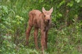 Moose Calf Royalty Free Stock Photo