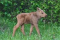 Moose Calf Royalty Free Stock Photo