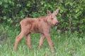 Moose Calf Royalty Free Stock Photo