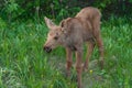 Moose Calf Royalty Free Stock Photo