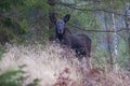 Moose calf