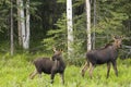 Moose calfes on alert Royalty Free Stock Photo