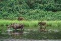 Moose with calves walking in the water. Denali National Park, Alaska. Royalty Free Stock Photo