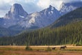 Moose in Canadian Rockies