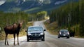 A moose in canadian rockies