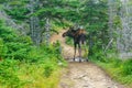 Moose, in Cape Breton Highlands National Park Royalty Free Stock Photo