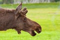 Moose close up
