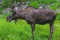 Moose Close-up