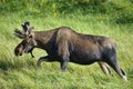 Moose in the Colorado Rocky Mountains. Bull Moose moving through a field of grass Royalty Free Stock Photo