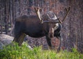 Moose in the Colorado Rocky Mountains. Bull Moose at sunrise near a burned out forest in Northern Colorado Royalty Free Stock Photo