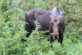 Moose in the Colorado Rocky Mountains