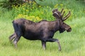 Moose in the Colorado Rocky Mountains