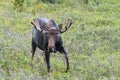 Moose in the Colorado Rocky Mountains