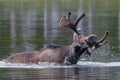 Bull Moose in a Colorado Rocky Mountain Lake Royalty Free Stock Photo