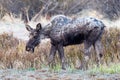 Moose in the Colorado Rocky Mountains, Young Bull moose in early spring Royalty Free Stock Photo