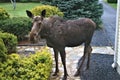 A Moose Coming to Visit