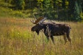 Moose in the Conundrum Creek Colorado Royalty Free Stock Photo