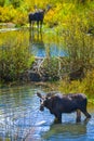 Moose in the Conundrum Creek Colorado