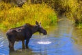 Moose in the Conundrum Creek Colorado