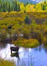 Moose in the Conundrum Creek Colorado